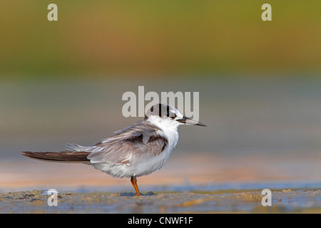 Nero-scopare Tern (sterna saundersii), in piedi, Oman Foto Stock