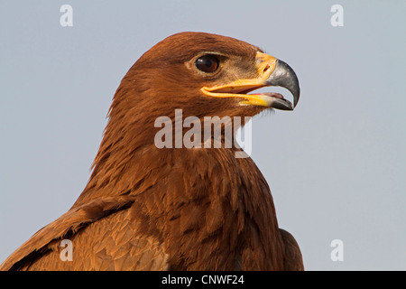 Steppa eagle (Aquila nipalensis, Aquila rapax nipalensis), ritratto, Oman Foto Stock