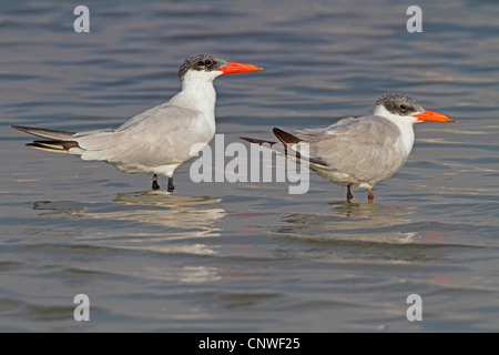 Caspian tern (Hydroprogne caspia, Sterna caspia), due persone in piedi in acqua, Oman Foto Stock