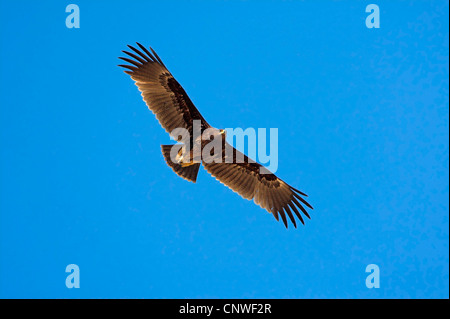 Maggiore spotted eagle (Aquila clanga), volare, Oman Foto Stock
