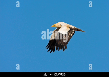 Avvoltoio capovaccaio (Neophron percnopterus), volare, Oman Foto Stock