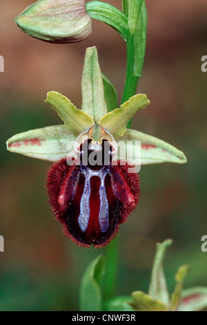 Black spider orchid (Ophrys incubacea, Ophrys atrata), fiore, Italia Foto Stock