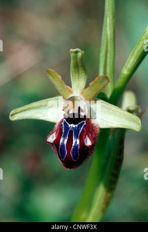 Black spider orchid (Ophrys incubacea, Ophrys atrata), fiore, Italia, Sicilia Foto Stock