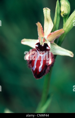 Black spider orchid (Ophrys incubacea, Ophrys atrata), fiore, Italia Foto Stock