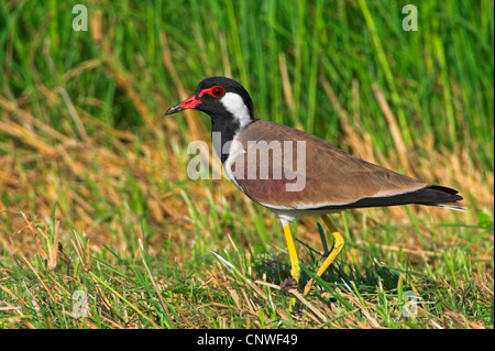 Rosso-wattled plover (Hoplopterus indicus, Vanellus indicus), seduta in erba, Oman Foto Stock