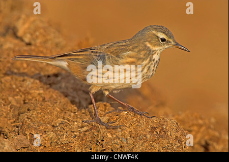 Acqua pitpit (Anthus spinoletta), seduto a terra, Oman Foto Stock