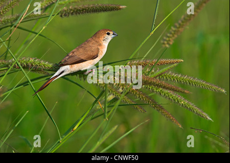 Indian silverbill (Lonchura malabarica), seduti su erba orecchie, Oman Foto Stock