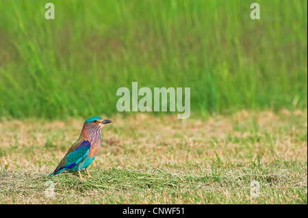 Rullo indiano (Coracias benghalensis), seduto a terra, Oman Foto Stock