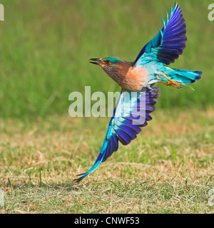 Rullo indiano (Coracias benghalensis) volando a destra sopra il terreno, Oman Foto Stock