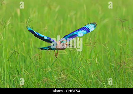 Rullo indiano (Coracias benghalensis), volare diritto su di un prato, Oman Foto Stock