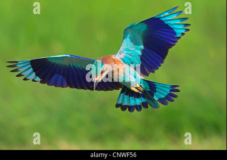 Rullo indiano (Coracias benghalensis) volando su un prato sul feed, Oman Foto Stock