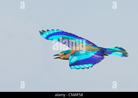 Rullo indiano (Coracias benghalensis), volare, Oman Foto Stock