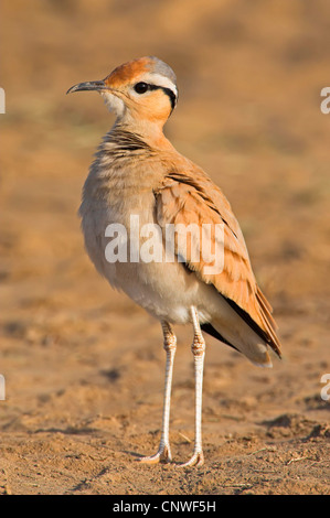 Color crema courser (Cursorius cursor), in piedi, Oman Foto Stock