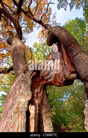 Comune di Quercia farnia, farnia (Quercus robur), di accattonaggio quercia splitted tronco di albero, Germania, Thueringen, Parco Nazionale Hainich, Ihlefeld Foto Stock