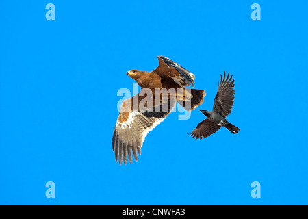 Steppa eagle (Aquila nipalensis, Aquila rapax nipalensis), di essere attaccato da una casa Crow nell'aria, Oman Foto Stock