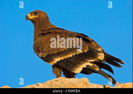 Steppa eagle (Aquila nipalensis, Aquila rapax nipalensis), seduti su una roccia, Oman Foto Stock