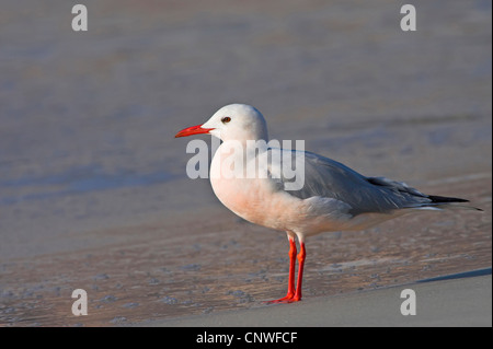 Snello fatturati gabbiano (Larus genei), in piedi sulla spiaggia, Oman Foto Stock