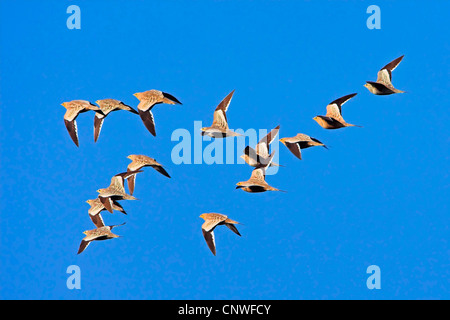 Di castagno sandgrouse panciuto (Pterocles exustus), flying gregge, Oman Foto Stock