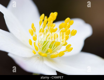 Anemone di legno. Anemone nemorosa ,. Regno Unito. Foto Stock