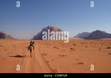 Bactrian camel, due-humped camel (Camelus bactrianus), corsa in cammello attraverso il deserto di Wadi Rum, Giordania Foto Stock
