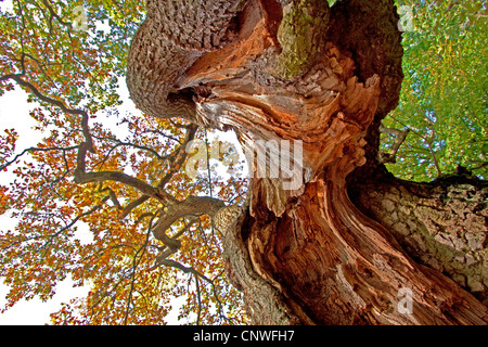 Comune di Quercia farnia, farnia (Quercus robur), di accattonaggio oak, Germania, Thueringen, Parco Nazionale Hainich, Ihlefeld Foto Stock