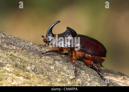 Europeo di scarabeo rinoceronte (Oryctes nasicornis), maschio salendo sul tronco, Francia Foto Stock