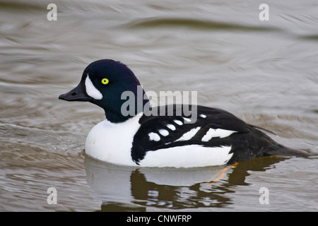 Barrow è goldeneye (Bucephala islandica), nuoto maschio, Paesi Bassi, Frisia Foto Stock