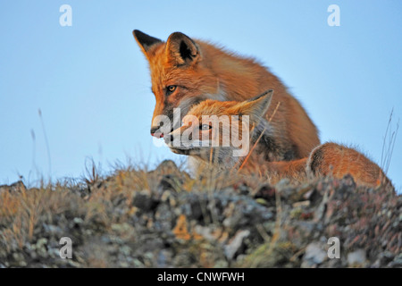 Red Fox (Vulpes vulpes vulpes), madre con cucciolo al mattino, STATI UNITI D'AMERICA, Alaska Denali Nationalpark Foto Stock