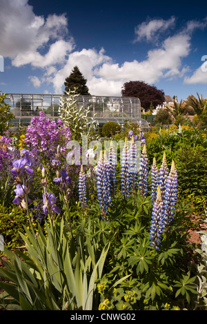 Regno Unito, Inghilterra, Devon, Torquay, Torre Abbey garden, colorato Herbaceous borders, Foto Stock