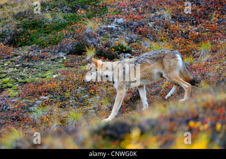 Valle di Mackenzie Wolf, Rocky Mountain Wolf, Alaskan Tundra Wolf o legname canadese Lupo (Canis lupus occidentalis), il roaming attraverso la tundra, STATI UNITI D'AMERICA, Alaska Denali N.P. Foto Stock