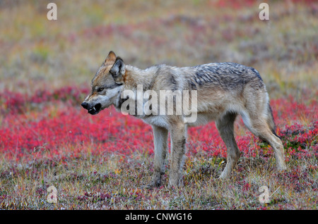 Valle di Mackenzie Wolf, Rocky Mountain Wolf, Alaskan Tundra Wolf o legname canadese Lupo (Canis lupus occidentalis), l'avanzamento nella tundra, visualizzazione di denti, STATI UNITI D'AMERICA, Alaska Denali Nationalpark Foto Stock