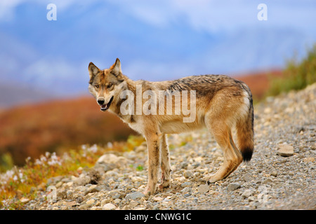 Valle di Mackenzie Wolf, Rocky Mountain Wolf, Alaskan Tundra Wolf o legname canadese Lupo (Canis lupus occidentalis), in piedi, STATI UNITI D'AMERICA, Alaska Denali Nationalpark Foto Stock
