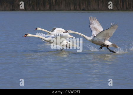 Cigno (Cygnus olor), adulti con due ragazzi a partire dalla superficie dell'acqua, in Germania, in Baviera, Chiemsee Foto Stock