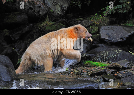 Spirito di orso, Kermode bear (Ursus americanus kermodei), la cattura di pesci su Riverside, Canada Columbia Britannica Foto Stock