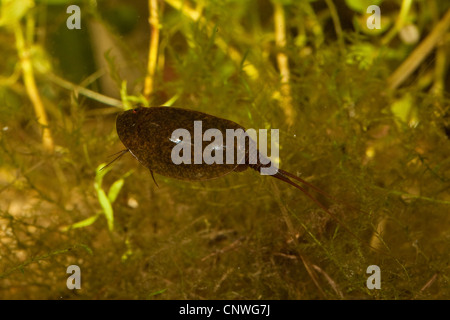 Tadpole Gamberetti (Lepidurus apus, Lepidurus productus), il singolo animale, nuoto, in Germania, in Baviera Foto Stock