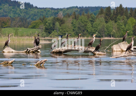 Cormorano (Phalacrocorax carbo), gruppo seduto sul legno morto in un lago, in Germania, in Baviera, Staffelsee Foto Stock