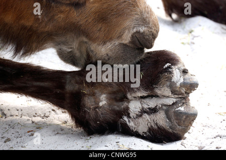 Bactrian camel, due-humped camel (Camelus bactrianus), baciando il piede Foto Stock