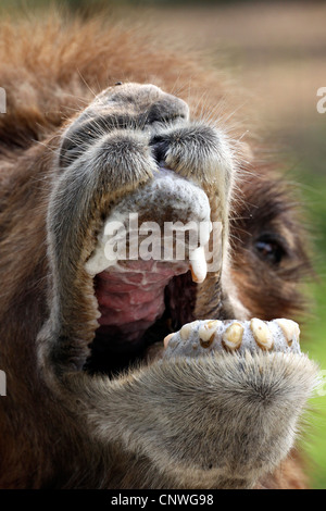 Bactrian camel, due-humped camel (Camelus bactrianus), muso Foto Stock