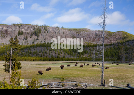 Bisonti americani, Buffalo (Bison bison), pascolo del bestiame in prato, USA, Wyoming, il Parco Nazionale di Yellowstone Foto Stock