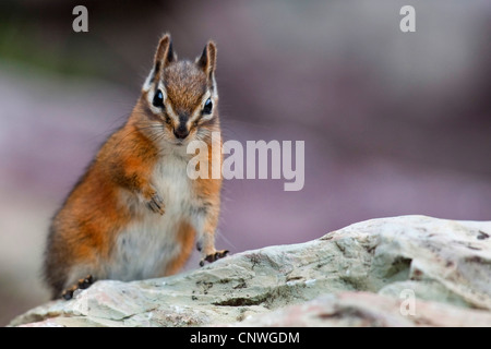 Siberiano ed western American chipmunks (Eutamias spec.), seduta su una roccia, STATI UNITI D'AMERICA, Montana, ghiacciaio Natioanl Park Foto Stock