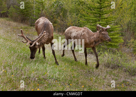 Wapiti, elk (Cervus elaphus canadensis, Cervus canadensis), giovane wapitis in Bow Valley Parkway, Canada, Alberta, il Parco Nazionale di Banff Foto Stock