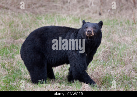 American black bear (Ursus americanus), stando in piedi in un prato, Canada, Alberta, Parco Nazionale di Jasper Foto Stock