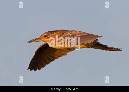 Nitticora (Nycticorax nycticorax), squeeker battenti, Spagna, Balearen, Maiorca Foto Stock