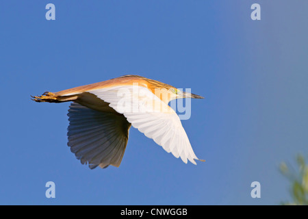 Sgarza ciuffetto (Ardeola ralloides), volare, Spagna, Balearen, Maiorca Foto Stock