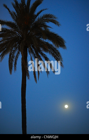 Silhouette di Palm tree retroilluminati da luna Foto Stock