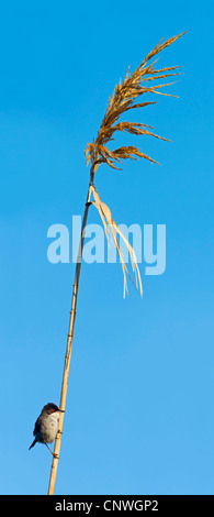 Trillo sardo (Sylvia melanocephala), seduta in canna, Spagna, Balearen, Maiorca Foto Stock