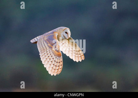 Il barbagianni (Tyto alba), volare, Spagna, Balearen, Maiorca Foto Stock