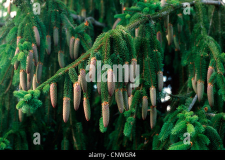 Abete (Picea abies e Picea excelsa), cultivar inversa, coni Foto Stock