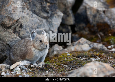 American pika (Ochotona princeps), seduti a rocce, Canada, Alberta, il Parco Nazionale di Banff Foto Stock