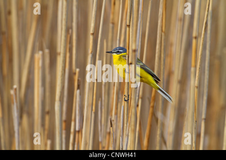 Blue-headed Wagtail, Wagtail giallo (Motacilla flava flava), seduta in canna, in Germania, in Renania Palatinato Foto Stock